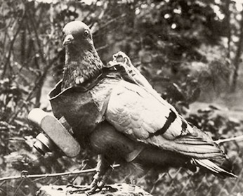 pigeon
